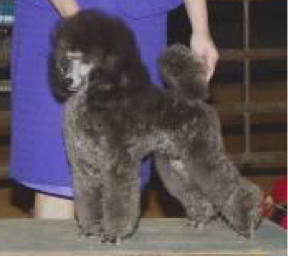 retired miniature poodles for sale