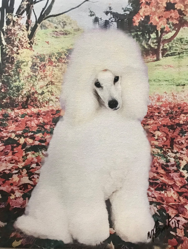 retired miniature poodles for sale